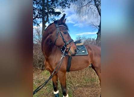 Oldenburgo, Caballo castrado, 7 años, 168 cm, Castaño