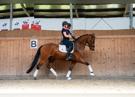 Oldenburgo, Caballo castrado, 7 años, 168 cm, Castaño