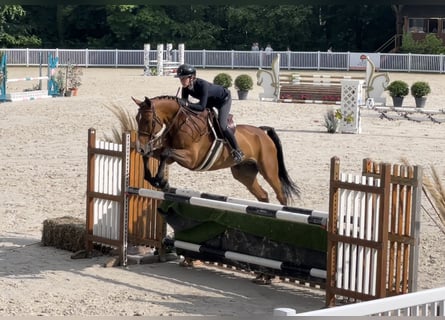 Oldenburgo, Caballo castrado, 7 años, 168 cm, Castaño