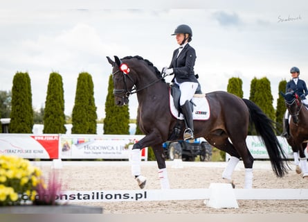 Oldenburgo, Caballo castrado, 7 años, 168 cm, Castaño oscuro