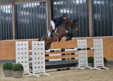 Oldenburgo, Caballo castrado, 7 años, 169 cm, Castaño