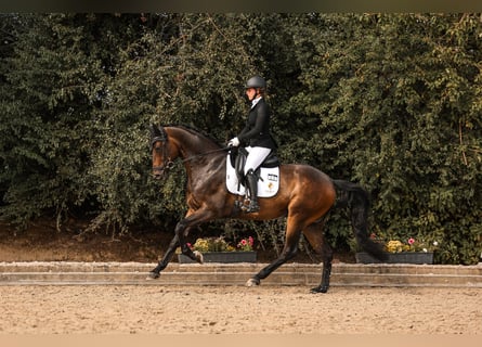 Oldenburgo, Caballo castrado, 7 años, 169 cm, Morcillo