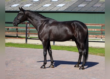 Oldenburgo, Caballo castrado, 7 años, 170 cm, Negro