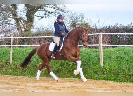 Oldenburgo, Caballo castrado, 7 años, 171 cm, Alazán-tostado