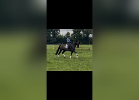Oldenburgo, Caballo castrado, 7 años, 171 cm, Castaño