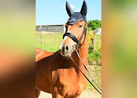 Oldenburgo, Caballo castrado, 7 años, 172 cm, Alazán