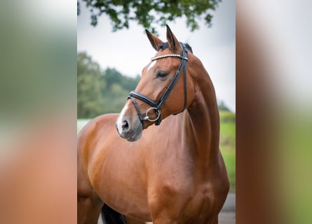 Oldenburgo, Caballo castrado, 7 años, 172 cm, Castaño