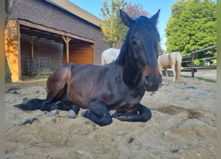 Oldenburgo, Caballo castrado, 7 años, 172 cm, Castaño oscuro