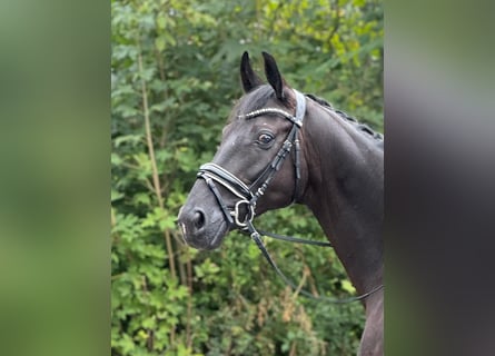 Oldenburgo, Caballo castrado, 7 años, 172 cm, Negro