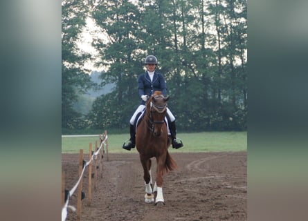 Oldenburgo, Caballo castrado, 7 años, 178 cm, Alazán