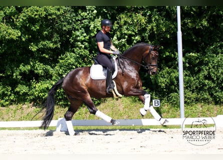 Oldenburgo, Caballo castrado, 7 años, 185 cm, Castaño oscuro