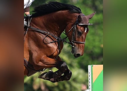 Oldenburgo, Caballo castrado, 7 años, 186 cm, Castaño