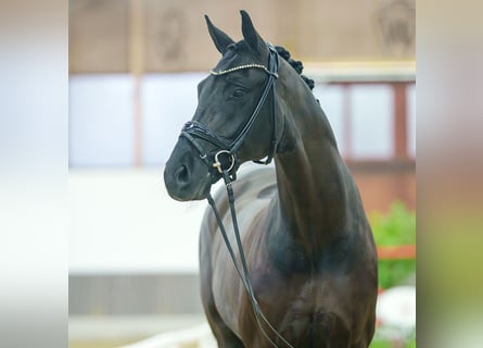 Oldenburgo, Caballo castrado, 7 años, Negro