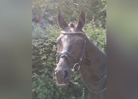 Oldenburgo, Caballo castrado, 8 años, 163 cm, Negro