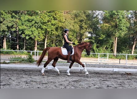 Oldenburgo, Caballo castrado, 8 años, 168 cm, Alazán-tostado