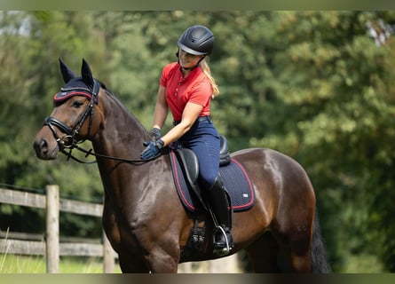 Oldenburgo, Caballo castrado, 8 años, 168 cm, Castaño