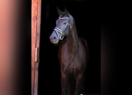 Oldenburgo, Caballo castrado, 8 años, 168 cm, Negro
