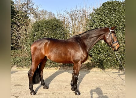 Oldenburgo, Caballo castrado, 8 años, 171 cm, Castaño