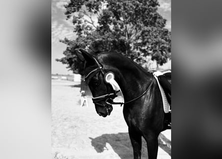 Oldenburgo, Caballo castrado, 8 años, 172 cm, Negro