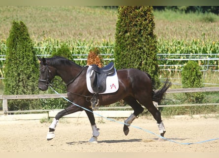 Oldenburgo, Caballo castrado, 8 años, 173 cm, Negro
