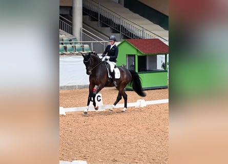 Oldenburgo, Caballo castrado, 8 años, 174 cm, Castaño oscuro