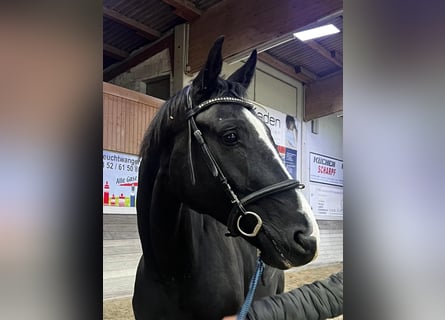 Oldenburgo, Caballo castrado, 8 años, 174 cm, Negro