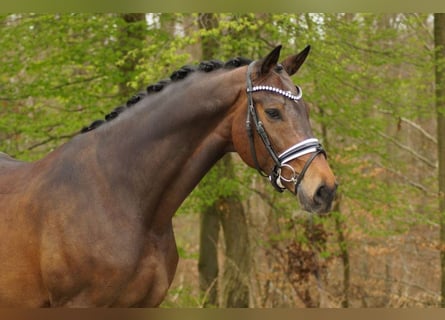 Oldenburgo, Caballo castrado, 8 años, 175 cm, Castaño oscuro