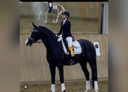 Oldenburgo, Caballo castrado, 8 años, 175 cm, Negro