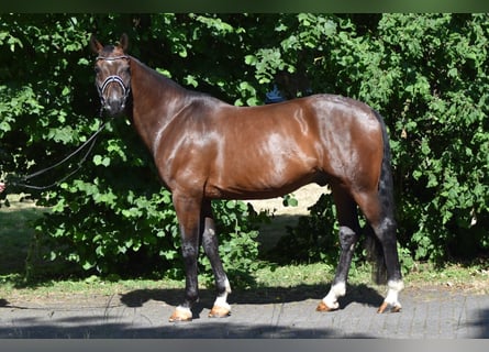 Oldenburgo, Caballo castrado, 8 años, 177 cm, Castaño oscuro