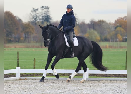 Oldenburgo, Caballo castrado, 8 años, 177 cm, Negro