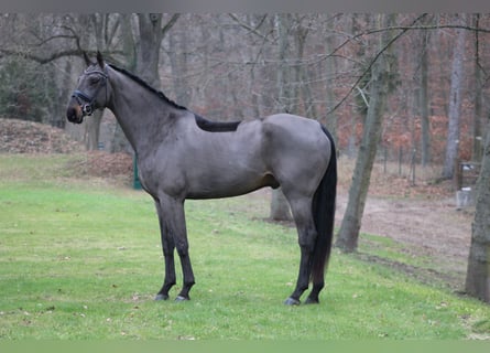 Oldenburgo, Caballo castrado, 8 años, 179 cm, Castaño oscuro