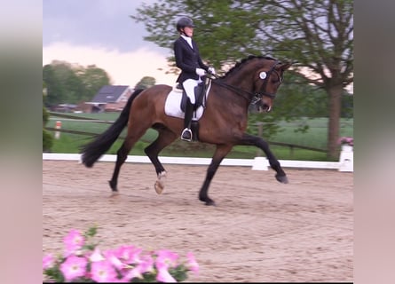 Oldenburgo, Caballo castrado, 8 años, 180 cm, Castaño
