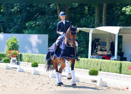 Oldenburgo, Caballo castrado, 8 años, Castaño