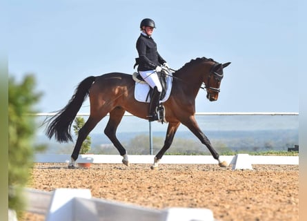 Oldenburgo, Caballo castrado, 9 años, 168 cm, Castaño