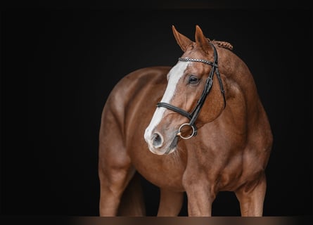 Oldenburgo, Caballo castrado, 9 años, 168 cm, Castaño rojizo
