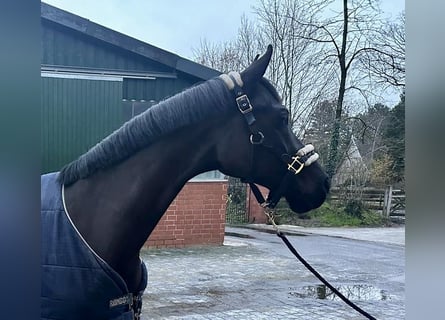 Oldenburgo, Caballo castrado, 9 años, 168 cm, Negro