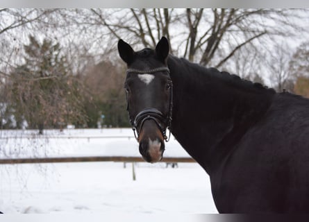 Oldenburgo, Caballo castrado, 9 años, 170 cm, Castaño oscuro