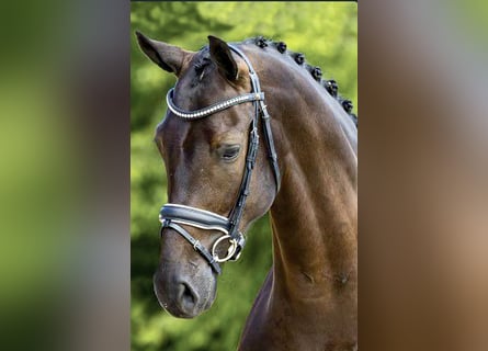 Oldenburgo, Caballo castrado, 9 años, 170 cm, Castaño oscuro