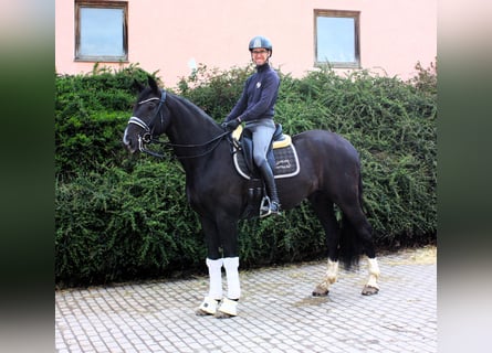 Oldenburgo, Caballo castrado, 9 años, 171 cm, Negro