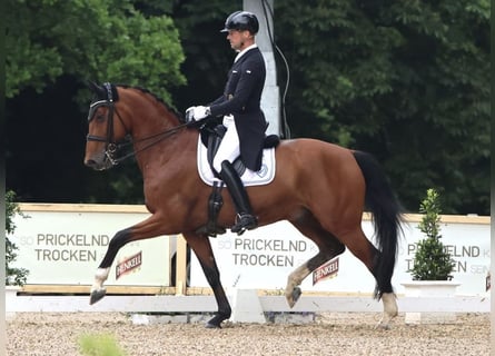 Oldenburgo, Caballo castrado, 9 años, 172 cm, Castaño