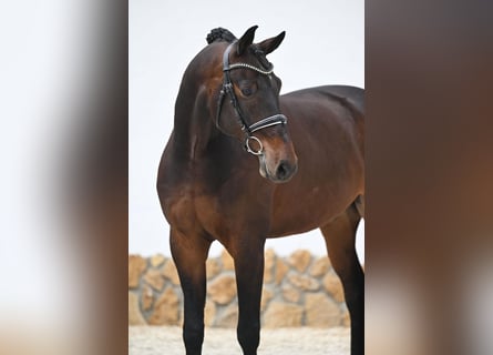 Oldenburgo, Caballo castrado, 9 años, 172 cm, Castaño oscuro