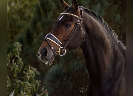 Oldenburgo, Caballo castrado, 9 años, 173 cm, Castaño oscuro