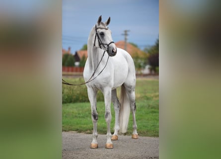 Oldenburgo, Caballo castrado, 9 años, 174 cm, Tordo