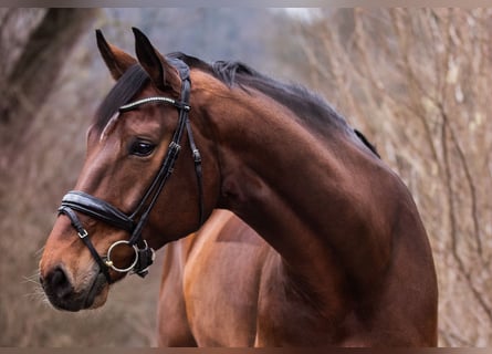 Oldenburgo, Caballo castrado, 9 años, 178 cm, Castaño