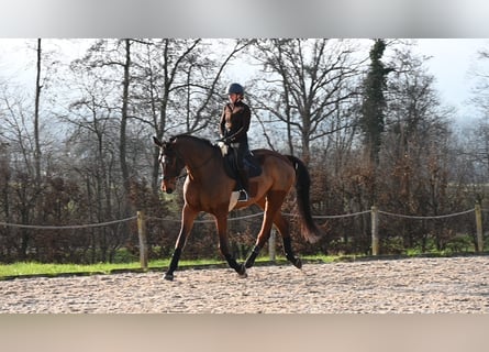 Oldenburgo, Caballo castrado, 9 años, 186 cm, Castaño