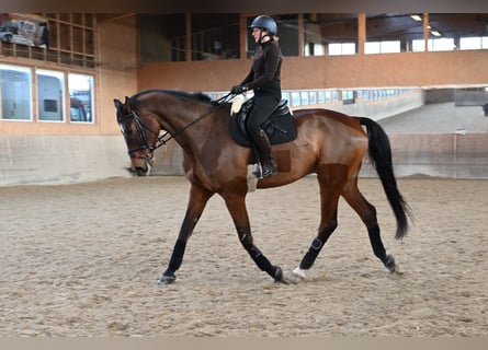 Oldenburgo, Caballo castrado, 9 años, 186 cm, Castaño