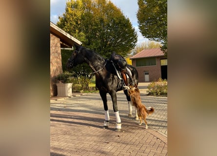 Oldenburgo, Caballo castrado, 9 años, 187 cm, Castaño oscuro