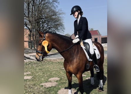 Oldenburgo, Desconocido, 7 años, 165 cm, Castaño
