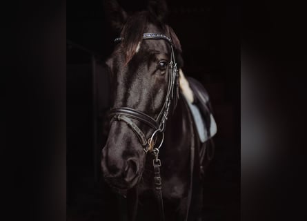 Oldenburgo, Semental, 10 años, 175 cm, Negro