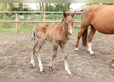 Oldenburgo, Semental, 1 año, 165 cm, Castaño